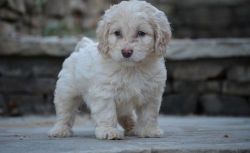 CKC Cockapoo puppies Puppies ready now for sale