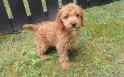 Cockapoo Puppies Available