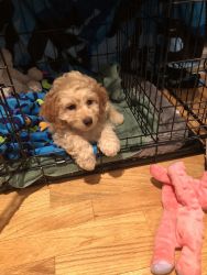 Cockapoo puppy for sale 11 weeks