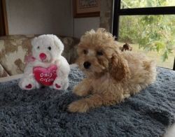 Cockapoo puppy for a new home