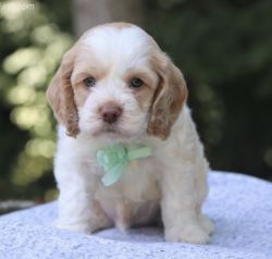 8 Week old cockapoo for sale