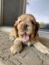 Cockapoo puppies for sale!