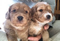 Beautiful F2 Cockapoo Puppies