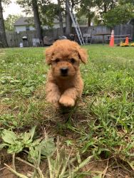 Cockapoo mix dog for sale