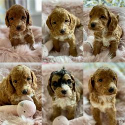 STUNNING COCKAPOO PUPPIES FOR SALE