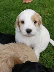 BEAUTIFUL COCKAPOO PUPPIES FOR SALE