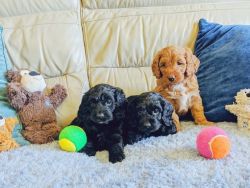 stunning Cockapoo puppies for sale