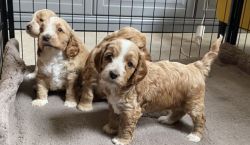 Beautiful Cockapoo Puppy For Sale