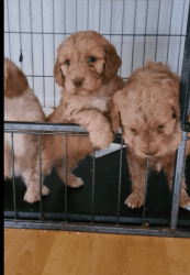 Cockapoo Puppies Pra Clear