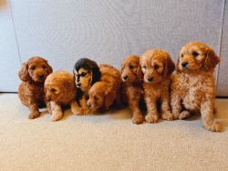 Cockapoo Puppies Available to good homes