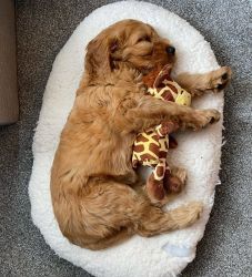 AKC Cockapoo PuppiesFfor aAoption