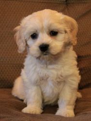 Cockapoo puppies for you