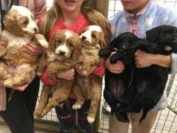 Cockapoo puppies boys and girls