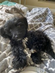 4 month old cockapoo
