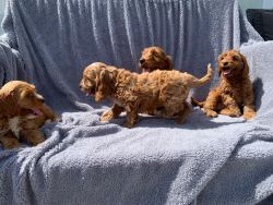 Champagne Gorgeous toy Cockapoo Puppies