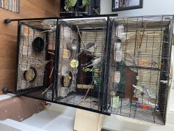 6 Birds with cage