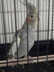 Need new home for my cockatiel