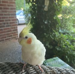 8 month old Cockatiel for sell- includes 52 inch flight cage and more!