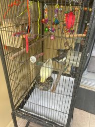 Cockatiel birds for sale with cage