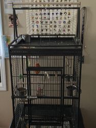 Bird with cage