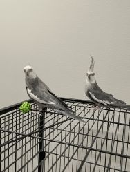 2 Cockatiels for Sale--Male Brothers!