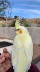 Cute Cockatiel Looking For A New Home