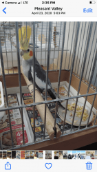 Male cockatiel 2 years old