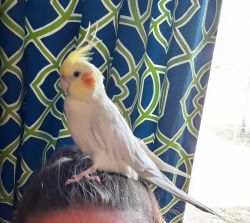 Moe and Penny -2 Cockatiels to a Loving Home
