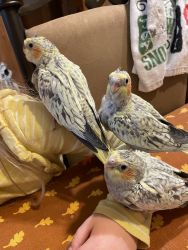 Handfed Baby Cockatiels
