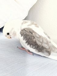 Beautiful Gray/White 2 year old trained cockatiel for sale