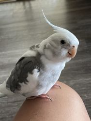 Beautiful Trained 2year old male Gray/White Cockatiel for sale