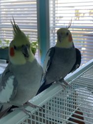 2 male cockatiels
