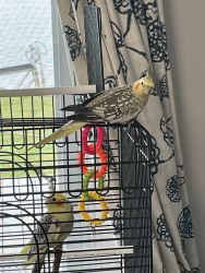 2 cockatiels with cage. Male and Female.