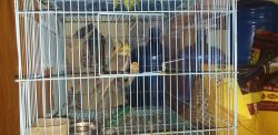 Cockatiel pair with cage