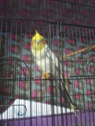 Male cockatiel in need of a good home.