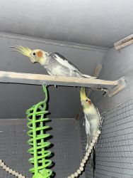 Two cockatiels- one male, one female