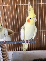 Set of 4 cockatiels with cages