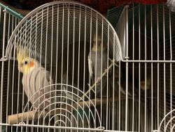 Cockatiels for sale 150$ each