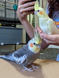 Need Home for Two lovely Cockatiels