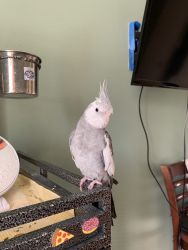 White faced Cockatiel for sale (with cage, toys, etc.)