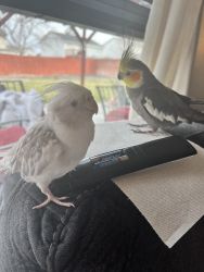 Grey and white cockatiels