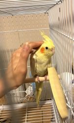 10 week old cockatiel for rehoming come with cage