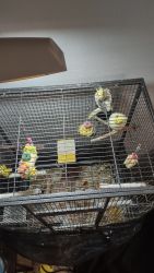 Male and female cage and accessories