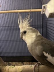 Grey and white cockatiel