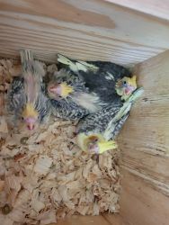Young Cockatiels For Sale