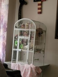 Cockatiel and cage and all needed