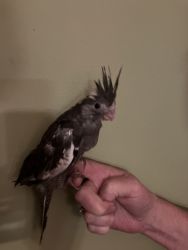 Baby cockatiels