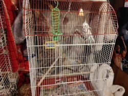 Cockatiel with large cage