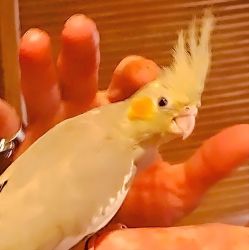 Female cockatiel 2 months old hand feed very friendly last