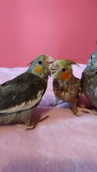 Tamed baby cockatiels